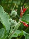 Canna indica