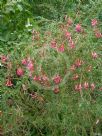 Cantua buxifolia