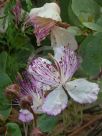 Capparis spinosa