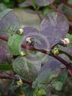 Capparis spinosa