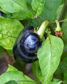 Capsicum annuum