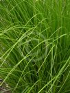 Carex appressa