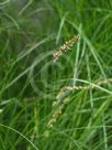 Carex appressa