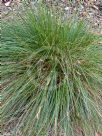 Carex appressa