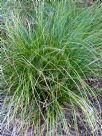 Carex brunnea