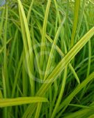 Carex elata Aurea