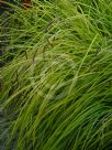 Carex elata Aurea