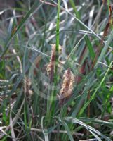 Carex gaudichaudiana