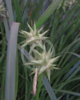 Carex grayi