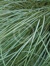 Carex oshimensis Evergold