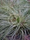 Carex oshimensis Evergold