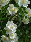 Carpenteria californica