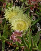 Carpobrotus edulis