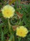 Carpobrotus edulis