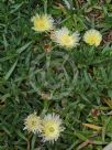 Carpobrotus edulis