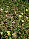 Carpobrotus edulis