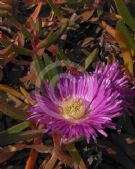 Carpobrotus glaucescens