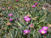 Carpobrotus glaucescens