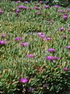 Carpobrotus glaucescens