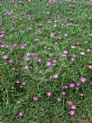 Carpobrotus glaucescens