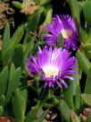 Carpobrotus rossii