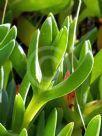 Carpobrotus rossii