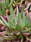 Carpobrotus rossii