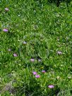 Carpobrotus rossii