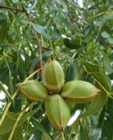 Carya illinoinensis