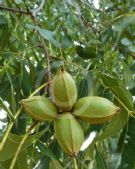 Carya illinoinensis