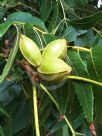 Carya illinoinensis