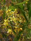 Cassia brewsteri