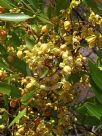 Cassia brewsteri