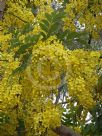 Cassia fistula