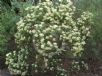 Cassinia longifolia