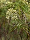 Cassinia quinquefaria