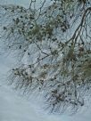 Casuarina cristata