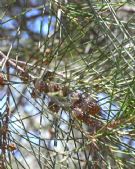 Casuarina cunninghamiana