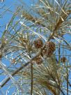 Casuarina equisetifolia incana