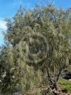 Casuarina equisetifolia incana