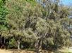 Casuarina equisetifolia incana