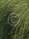 Casuarina glauca prostrate form