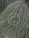 Casuarina glauca prostrate form