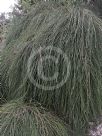 Casuarina glauca prostrate form