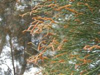 Casuarina glauca