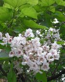 Catalpa bignonioides