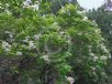 Catalpa bignonioides