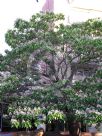 Catalpa bignonioides