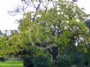 Catalpa bignonioides