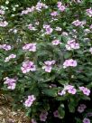 Catharanthus roseus Roseus Group